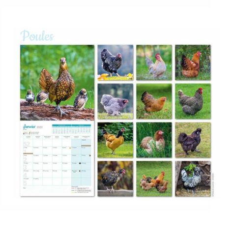 Calendrier animaux gratuit
